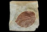 Fossil Leaf (Beringiaphyllum) - Montana #113215-1